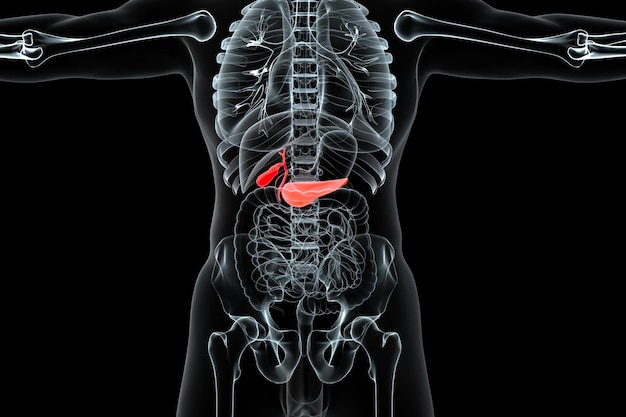 Illustration 3d de l'anatomie du système digestif humain