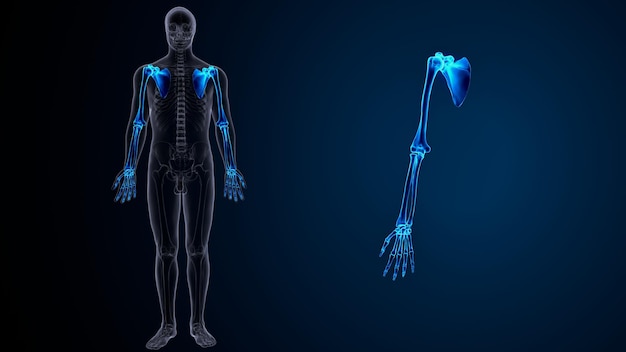 Illustration 3D de l'anatomie des membres supérieurs du squelette humain