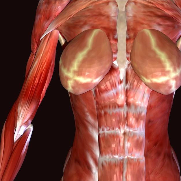 Photo illustration 3d anatomie des muscles du corps humain