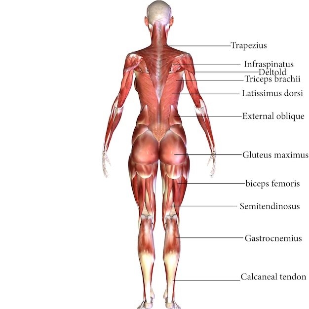 Photo illustration 3d de l'anatomie musculaire humaine