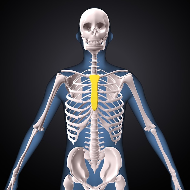 Illustration 3D de l'anatomie des os de l'épaule humaine