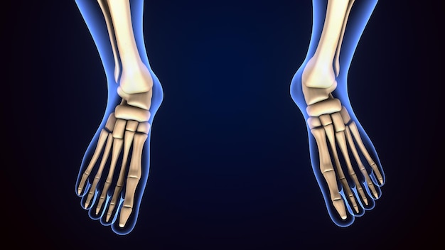 Illustration 3D de l'anatomie osseuse du squelette humain des pieds