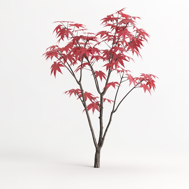 Illustration 3d de l'arbre Acer palmatum isolé sur blanc et son masque