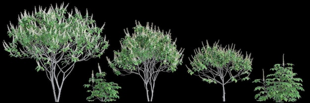 Photo illustration en 3d de l'arbre aesculus parviflora isolé sur un fond noir