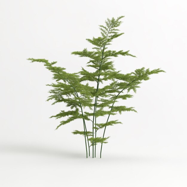 Illustration 3d de l'arbre Asparagus setaceus isolé sur blanc et son masque