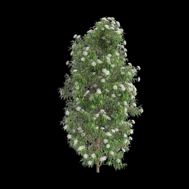 Photo illustration en 3d de l'arbre backhousia citriodora isolé sur un fond noir