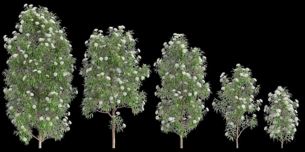 Illustration 3D de l'arbre Backhousia citriodora isolé sur un fond noir