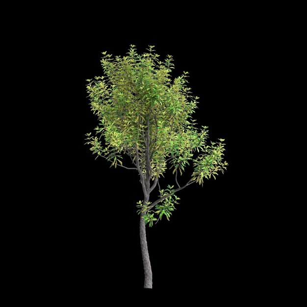 Photo illustration en 3d de l'arbre banksia integrifolia isolé sur un fond noir