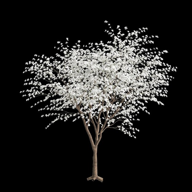 Photo illustration en 3d de l'arbre bauhinia acuminata isolé sur un fond noir