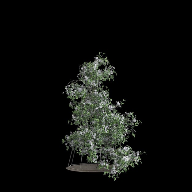 Photo illustration en 3d de l'arbre clematis terniflora isolé sur un fond noir