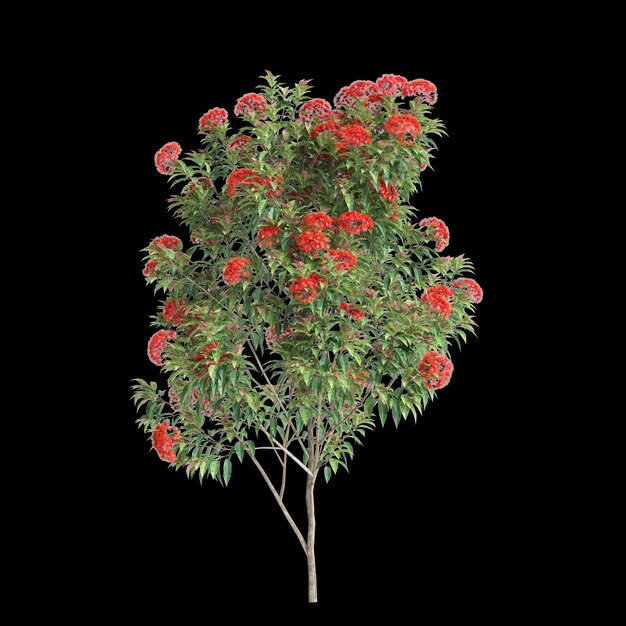 Photo illustration en 3d de l'arbre corymbia ficifolia isolé sur un fond noir