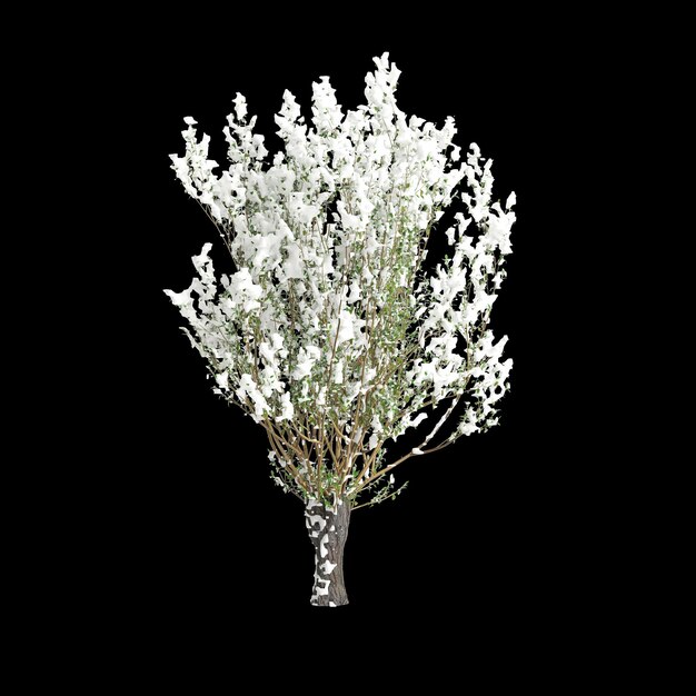 Illustration 3D d'un arbre couvert de neige Salix caprea isolé sur un fond noir