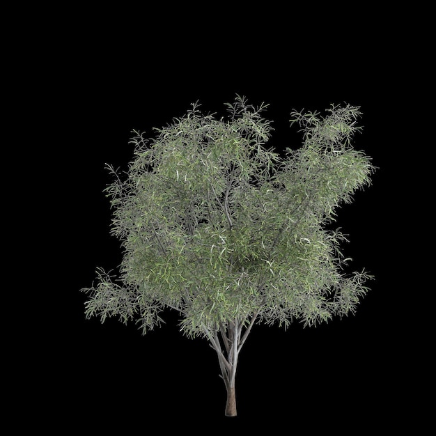 Photo illustration en 3d de l'arbre eucalyptus globulus isolé sur un fond noir