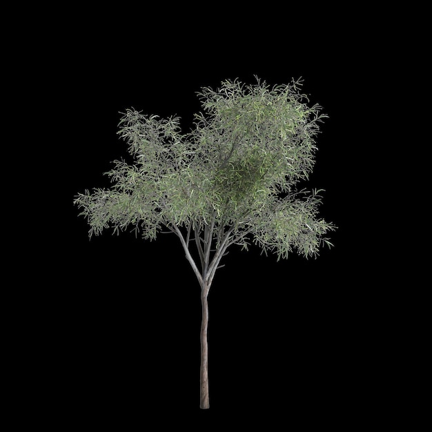 Photo illustration en 3d de l'arbre eucalyptus globulus isolé sur un fond noir