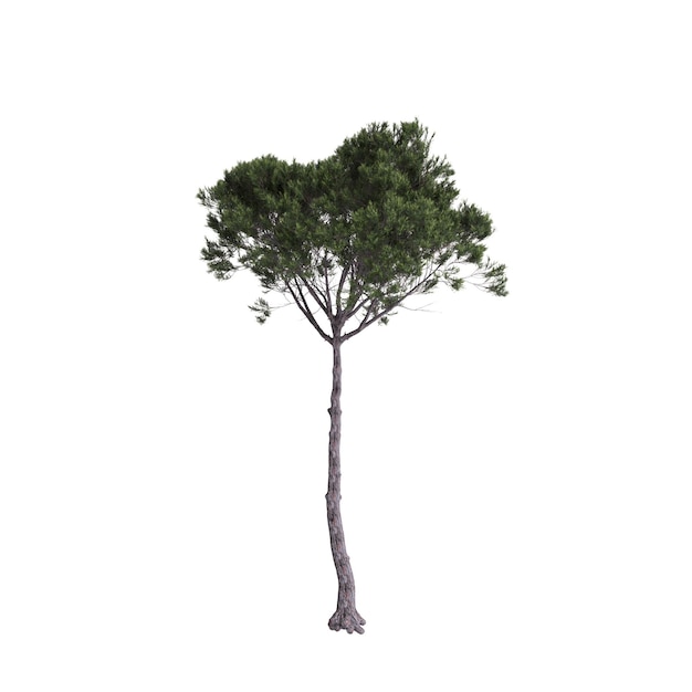 Photo illustration 3d d'un arbre pinus pinea isolé sur un fond blanc