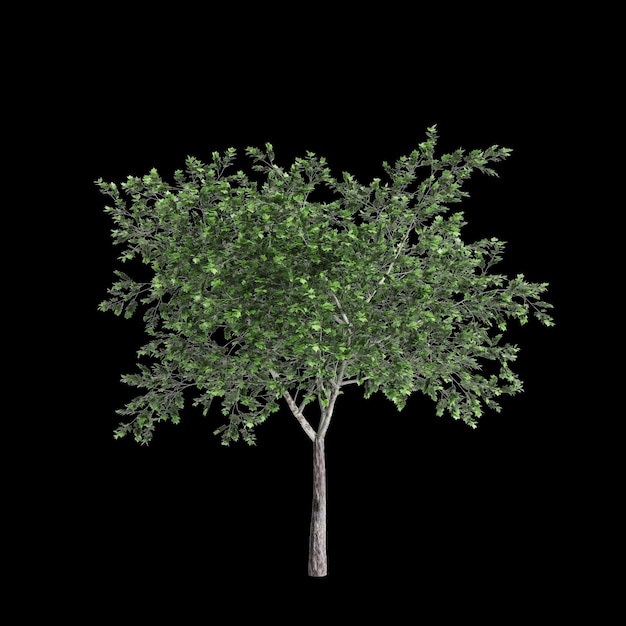 Photo illustration en 3d de l'arbre platanus acerifolia isolé sur un fond noir