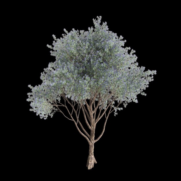 Illustration en 3D de l'arbre Psorothamnus spinosus isolé sur un fond noir