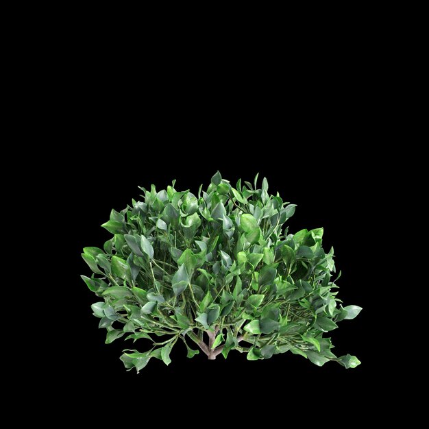 Illustration en 3D d'un buisson de Crassula undulatifolia isolé sur un fond noir