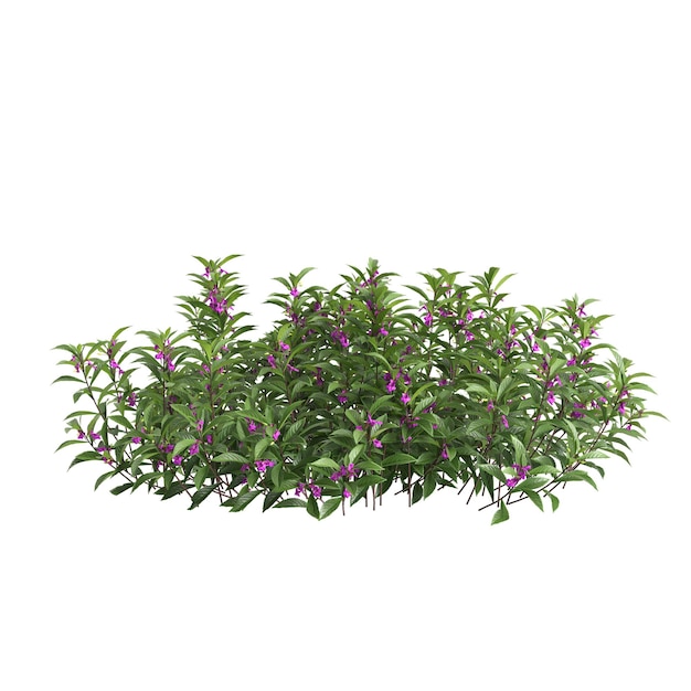 Illustration en 3D d'un buisson d'Impatiens balsamina isolé sur un fond blanc