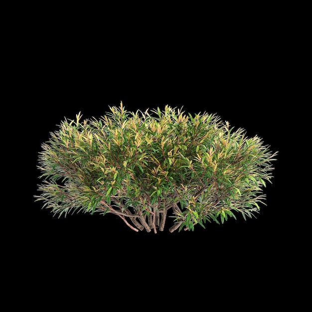 Illustration en 3D d'un buisson de Leptospermum petersonii isolé sur un fond noir