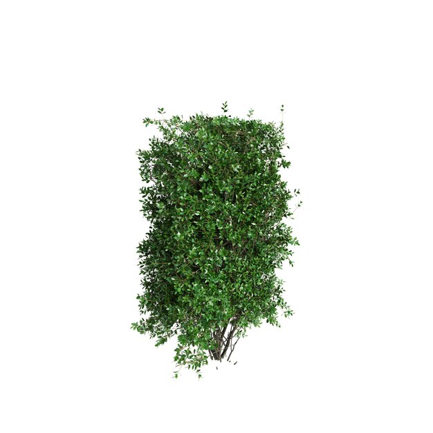 Photo illustration en 3d d'un buisson de ligustrum ovalifolium isolé sur un fond blanc