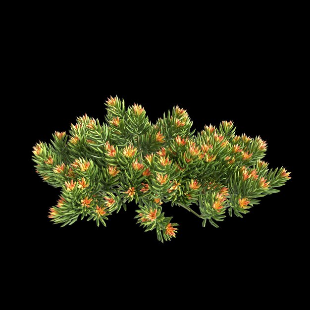 Photo illustration en 3d d'un buisson de sedum rupestre isolé sur un fond noir