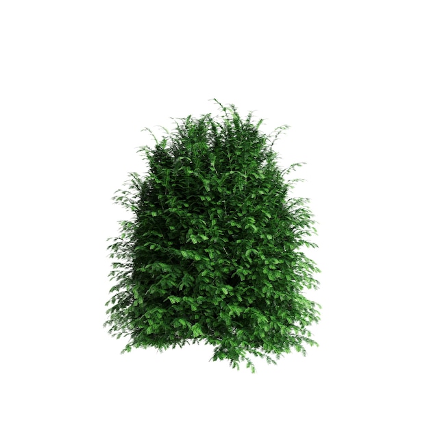 Photo illustration en 3d d'un buisson de taxus baccata isolé sur un fond blanc