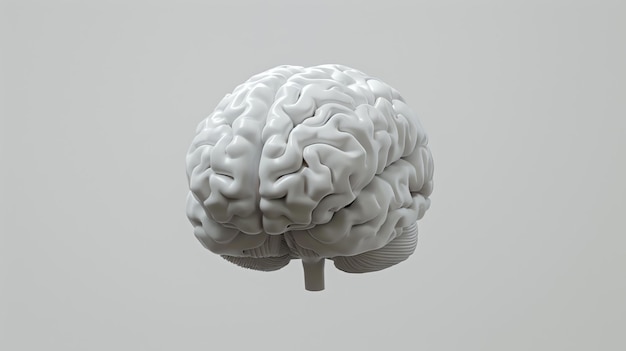 Illustration 3D d'un cerveau humain Le cerveau est l'organe le plus important du corps humain