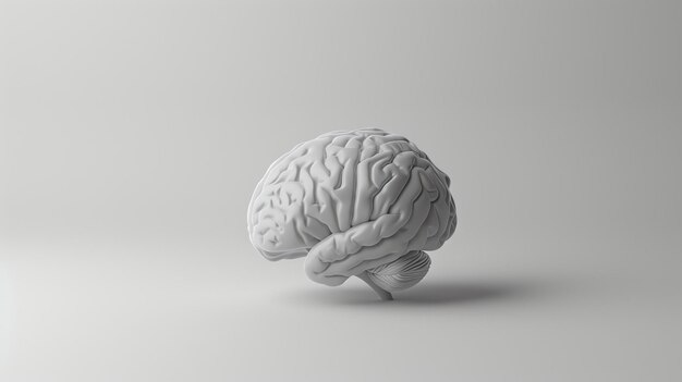 Illustration 3D d'un cerveau humain isolé sur un fond blanc