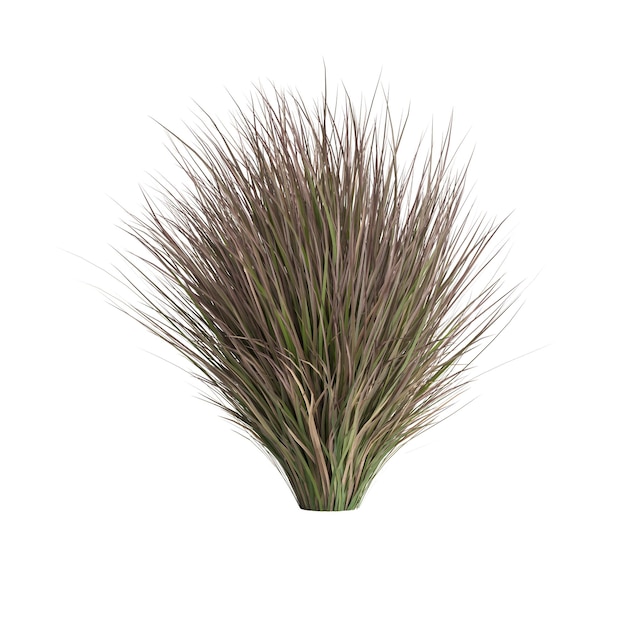 Illustration 3D de Chionochloa rubra