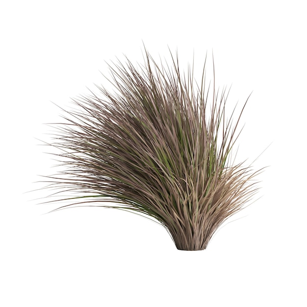 Illustration 3D de Chionochloa rubra