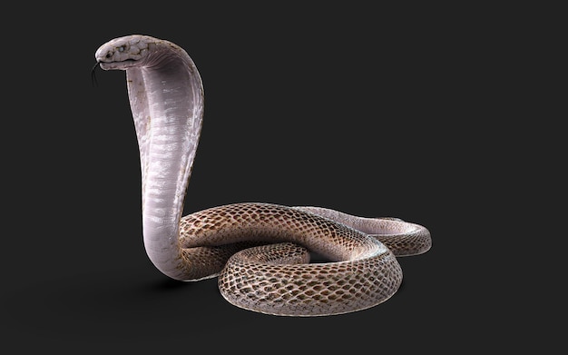 Illustration 3d du serpent cobra royal albinos isolé sur fond noir, serpent cobra blanc et brun