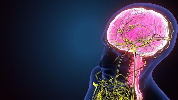 Illustration 3D du squelette du corps humain masculin avec l'anatomie du système nerveux du cerveau