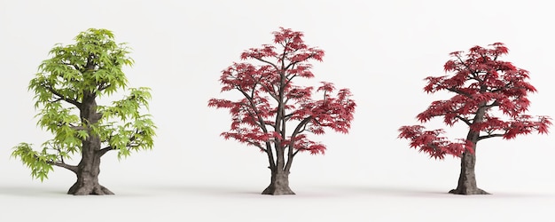 Illustration 3d de l'ensemble bonsaï Acer palmatum isolé sur blanc et son masque