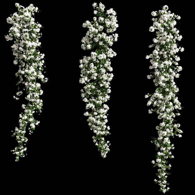 Illustration 3d de fleur de branche de bougainvillier blanc spectabilis isolée sur fond noir