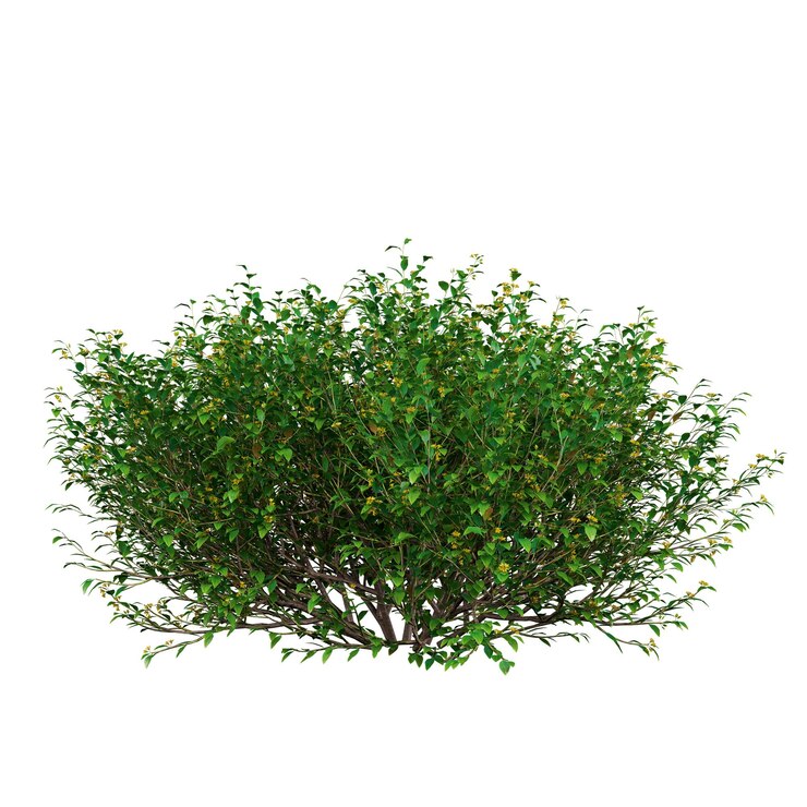 Photo illustration 3d de goodenia ovata 1 arbre frontal isolé à l'arrière-plan transparent parfaitement découpé