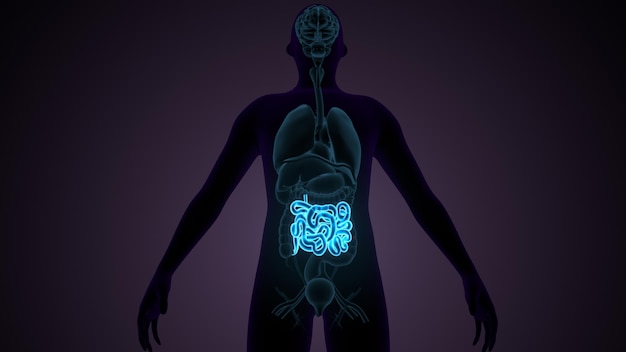 Photo illustration 3d de l'intestin grêle anatomie du système digestif humain