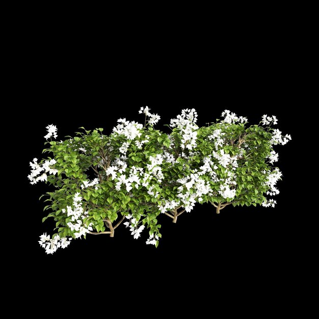 Illustration en 3D de la ligne d'arbres de Bougainvillea glabra isolée sur une perspective de fond noir