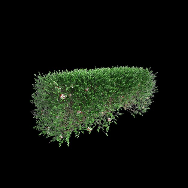 Illustration en 3D de la ligne d'arbres de Murraya paniculata isolée sur une perspective de fond noir