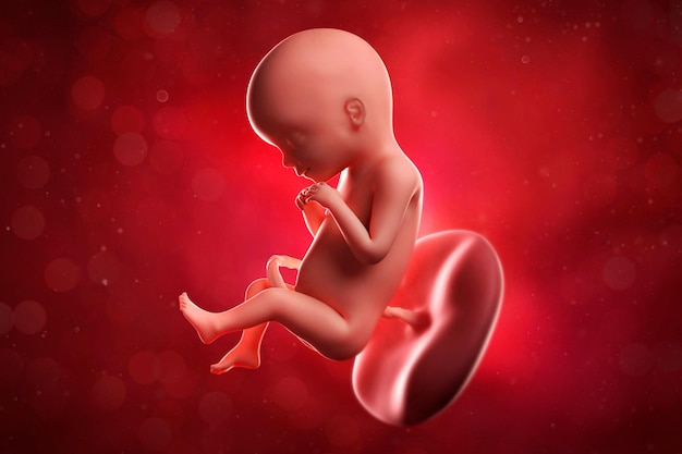 illustration 3D médicale précise d'un fœtus semaine 17