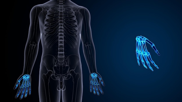 illustration 3D de l'os de la main humaine