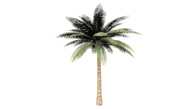 Illustration 3D d'une palme sur un fond blanc