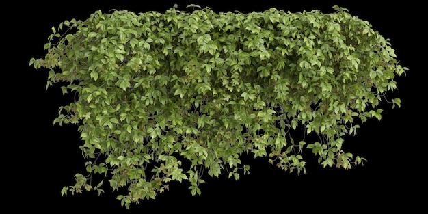 Illustration 3d de Parthenocissus Quinquefolia suspendu isolé sur un fond noir