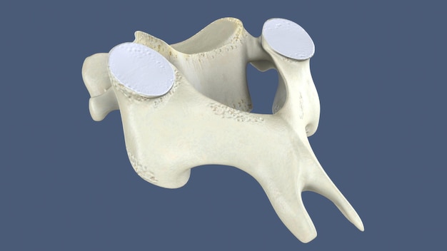 Illustration 3D d'une partie d'une colonne vertébrale humaine