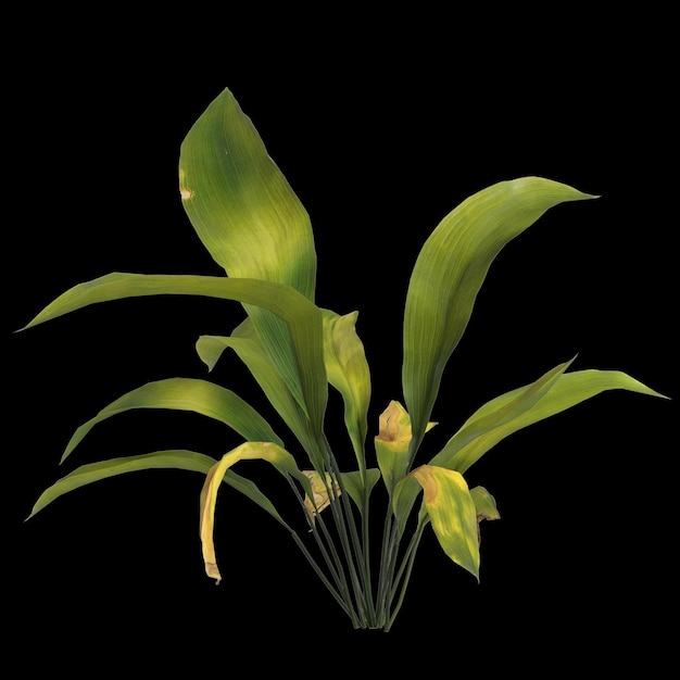 Illustration 3d de la plante aspidistra elatior isolée sur fond noir