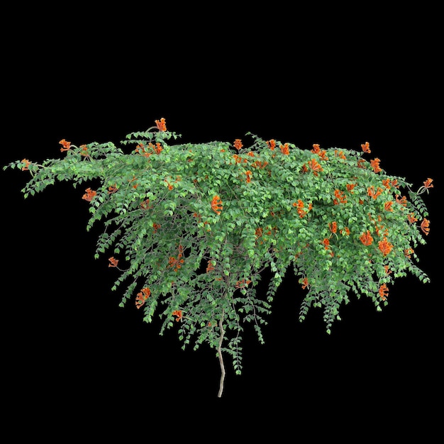 Illustration en 3D de la plante rampante Campsis radicans isolée sur un fond noir