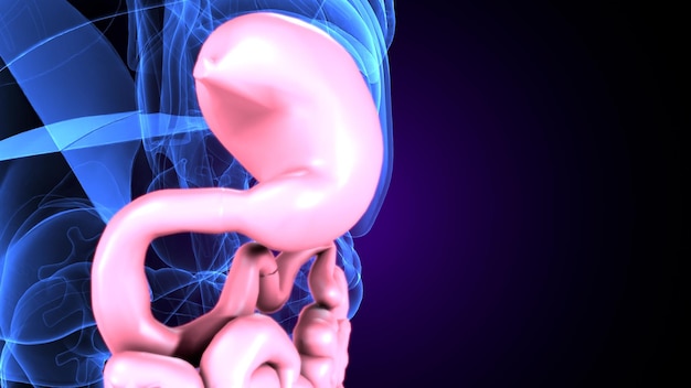 Photo illustration 3d système digestif humain anatomie intestin grêle pour le concept médical
