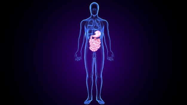 Illustration 3D Système digestif humain Anatomie Intestin grêle pour le concept médical