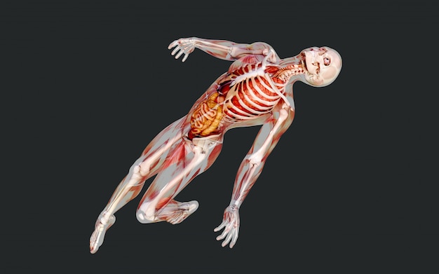 Illustration 3D d&#39;un système musculaire squelettique masculin, d&#39;un système osseux et digestif avec un tracé de détourage
