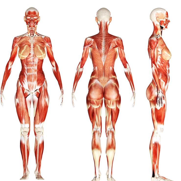 Photo illustration de l'anatomie humaine en 3d